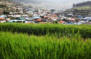 청산도 배편 예약