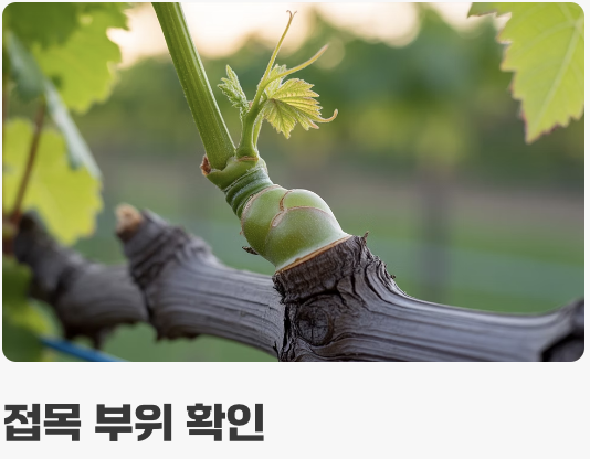 첫 단추가 중요해요, 튼튼한 모종 고르기