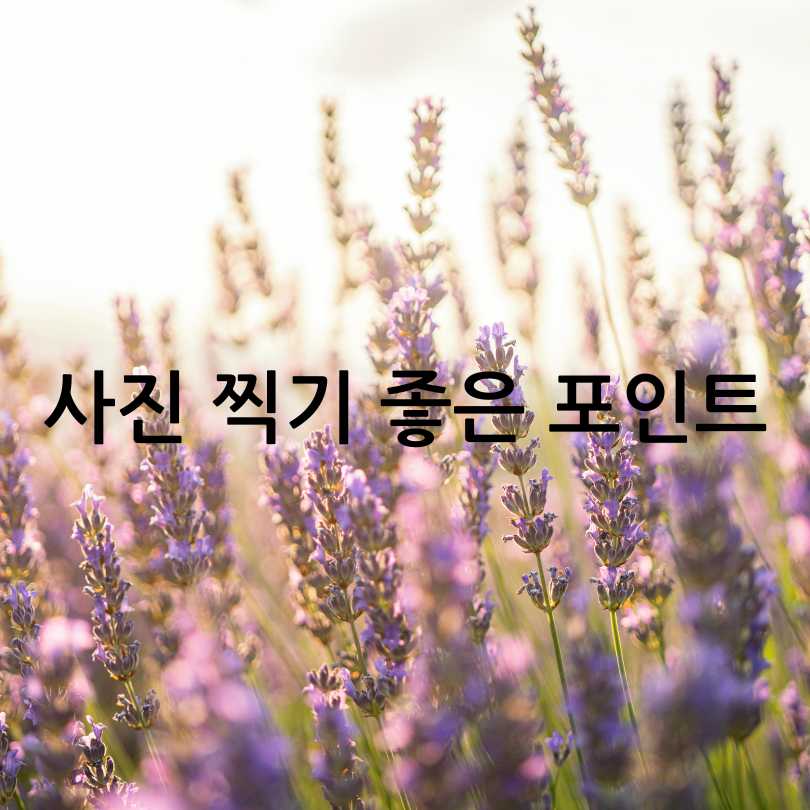 고창 청농원 라벤더 축제 2025