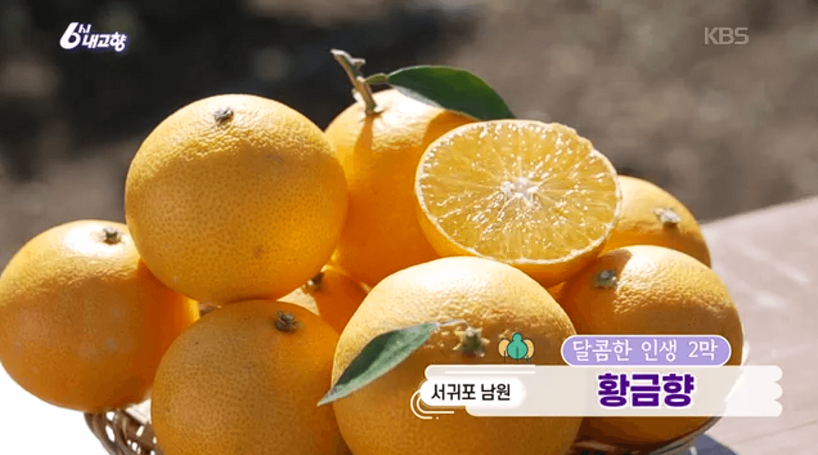 제주 황금향 &amp;#39;자파리감귤체험농장&amp;#39; 농장체험 판매 택배 정보