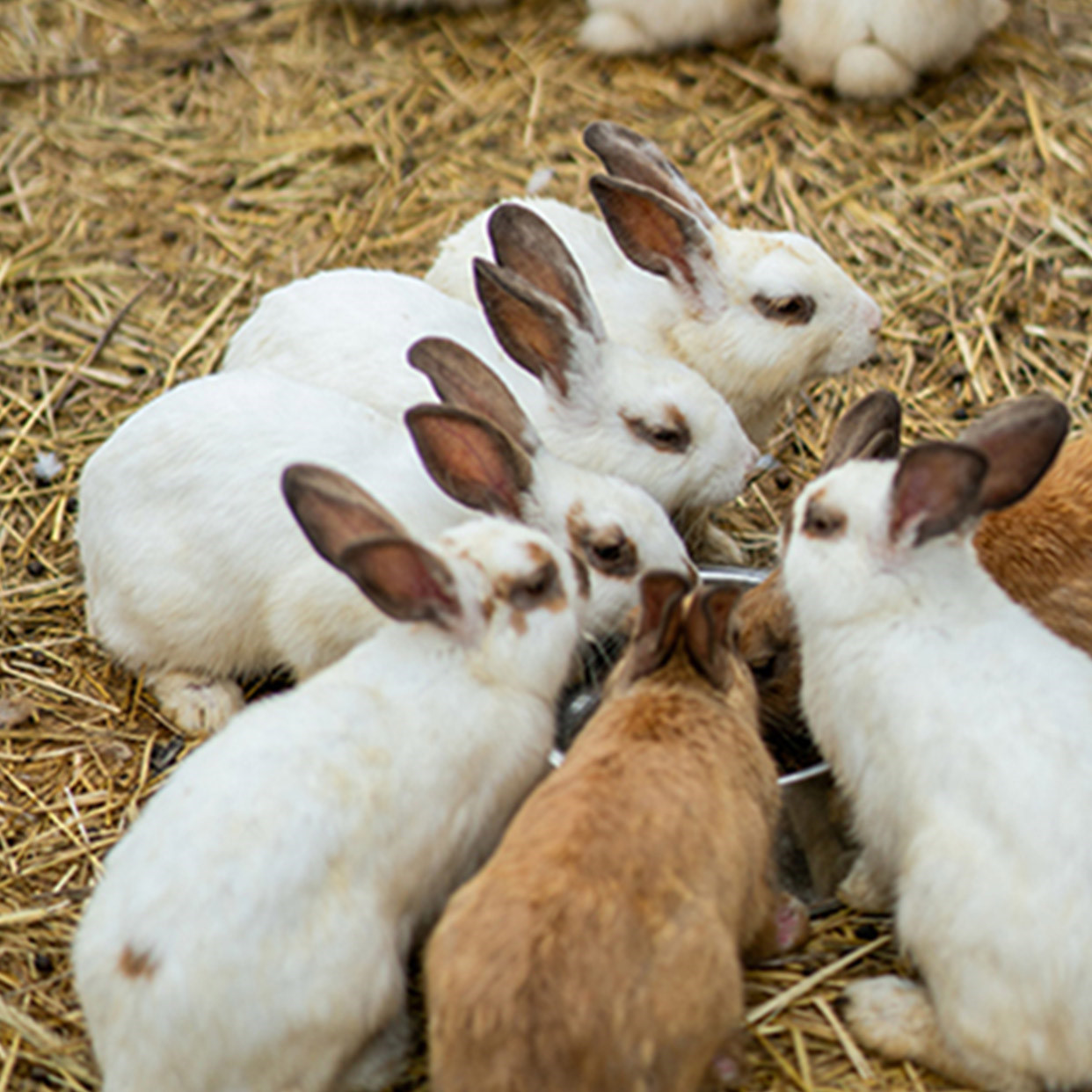 오산 가볼만한곳 - 오마이쥬