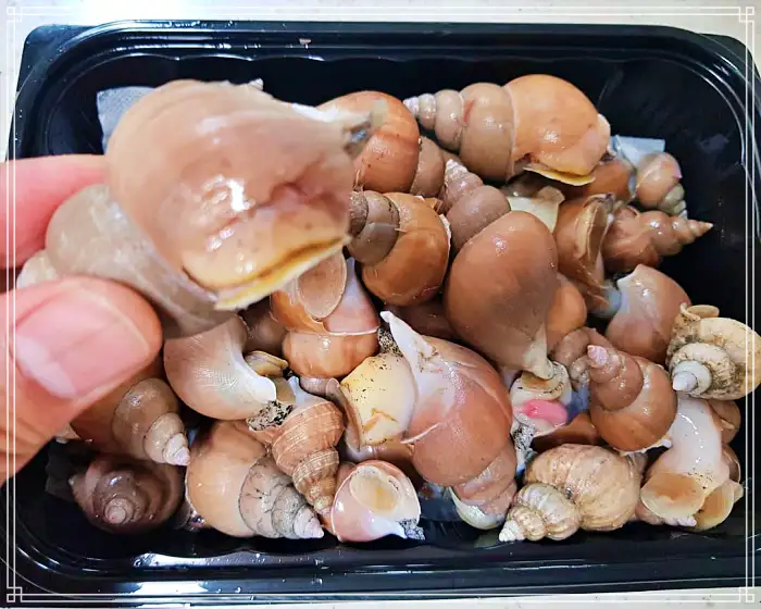 TBJ 생방송투데이 포항 구룡포시장 전국 택배 주문 백고둥구이 맛집