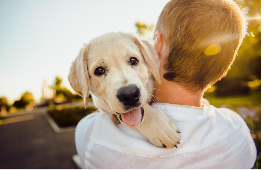 애견호텔을 선택하려면 관련 이미지