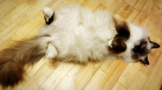 배를 보이는 버먼