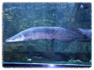 아쿠아플라넷 일산 