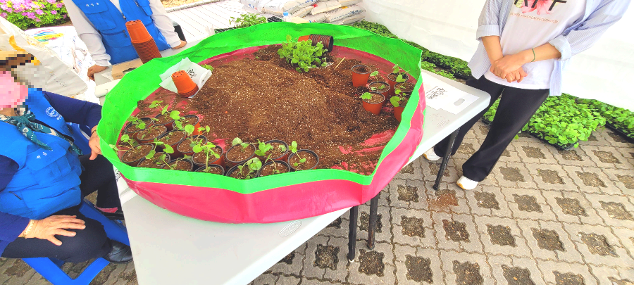 모종 심기 체험