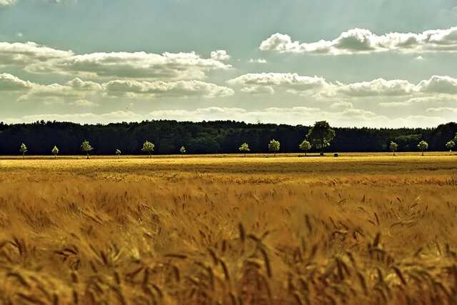 고창 청보리밭축제 2025! 개막일정부터 주차·입장료·포토존까지 총정리