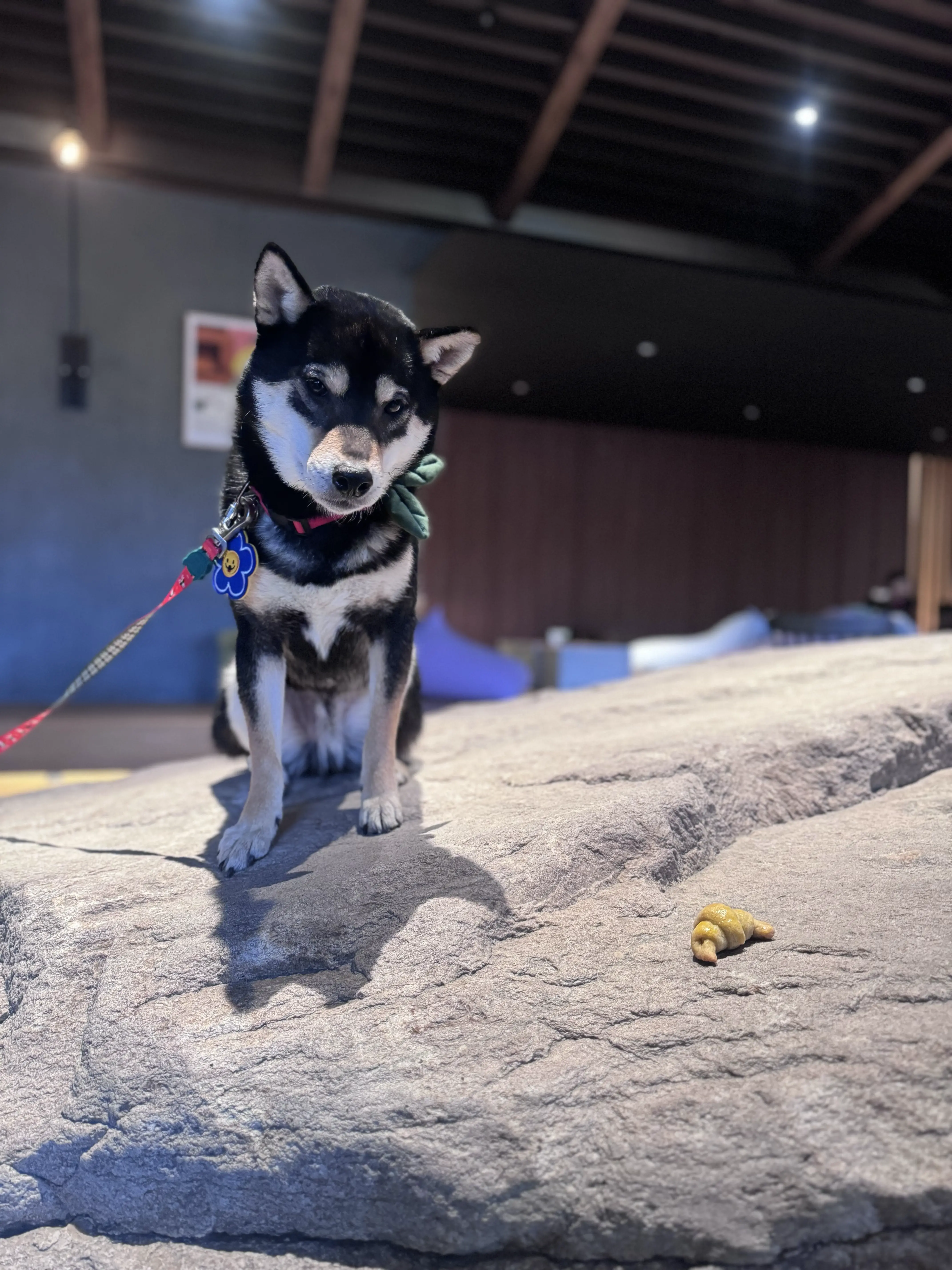  소노펫 비발디파크