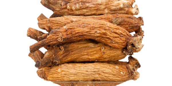 4정관장 활력