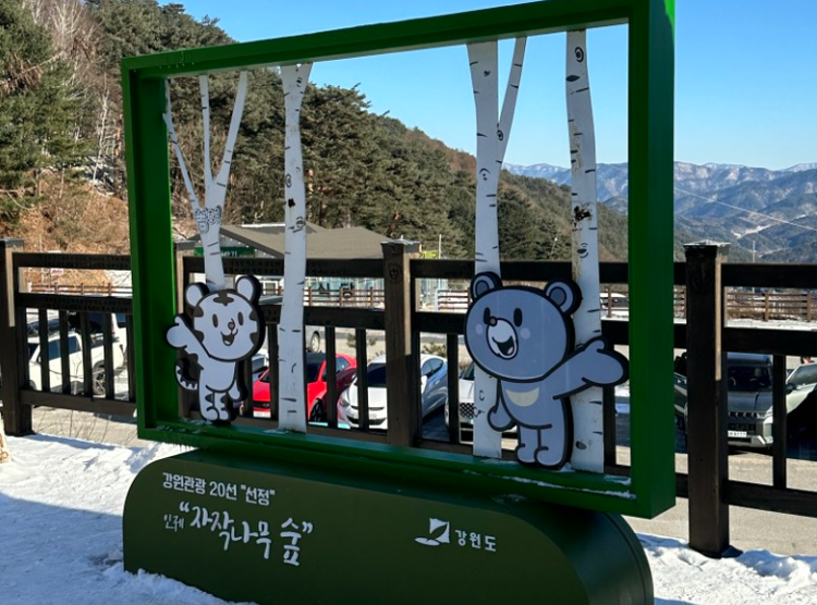 인제 자작나무숲