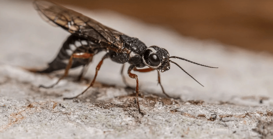 날파리가 생기는 이유가 되는 사진 - 111