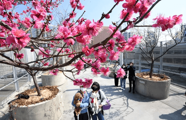 서울로7017 봄꽃 개화 장면
