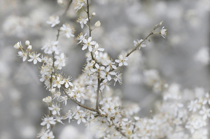 진해 군항제 무료 주차장 셔틀버스 실시간 교통상황 확인하기와 관련된 벚꽃사진