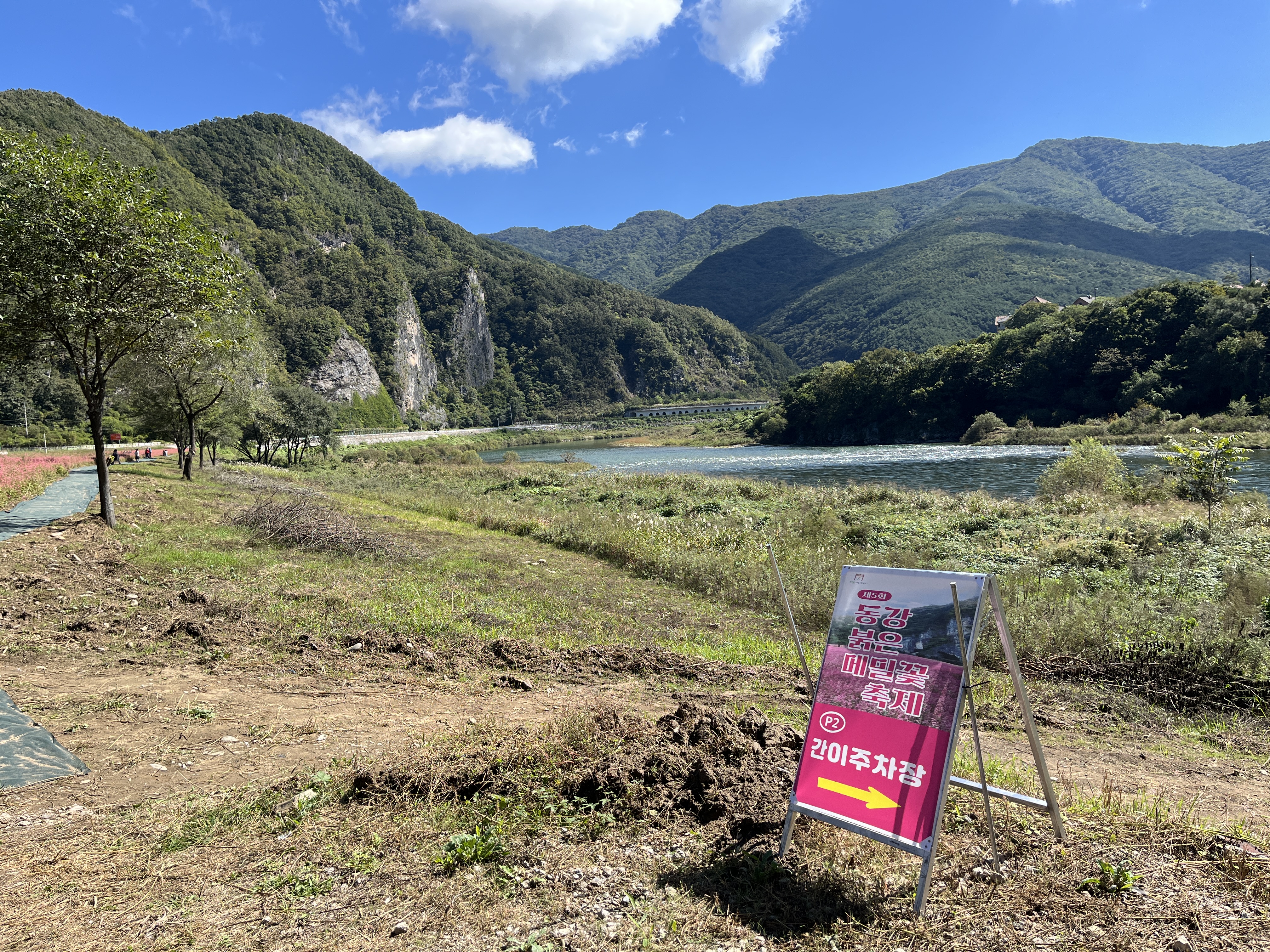 영월 동강 붉은 메밀꽃 축제 홍메밀축제