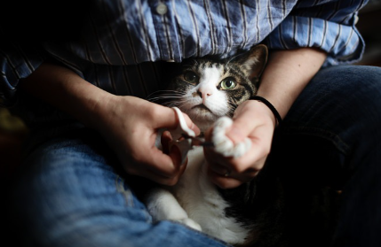 손톱깎이를 받는 고양이.