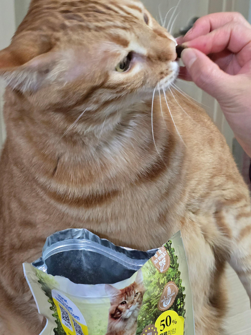 샘스필드 캣 사료8