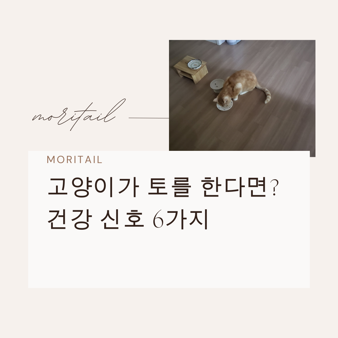 고양이 토를 한다면? 건강신호 6가지