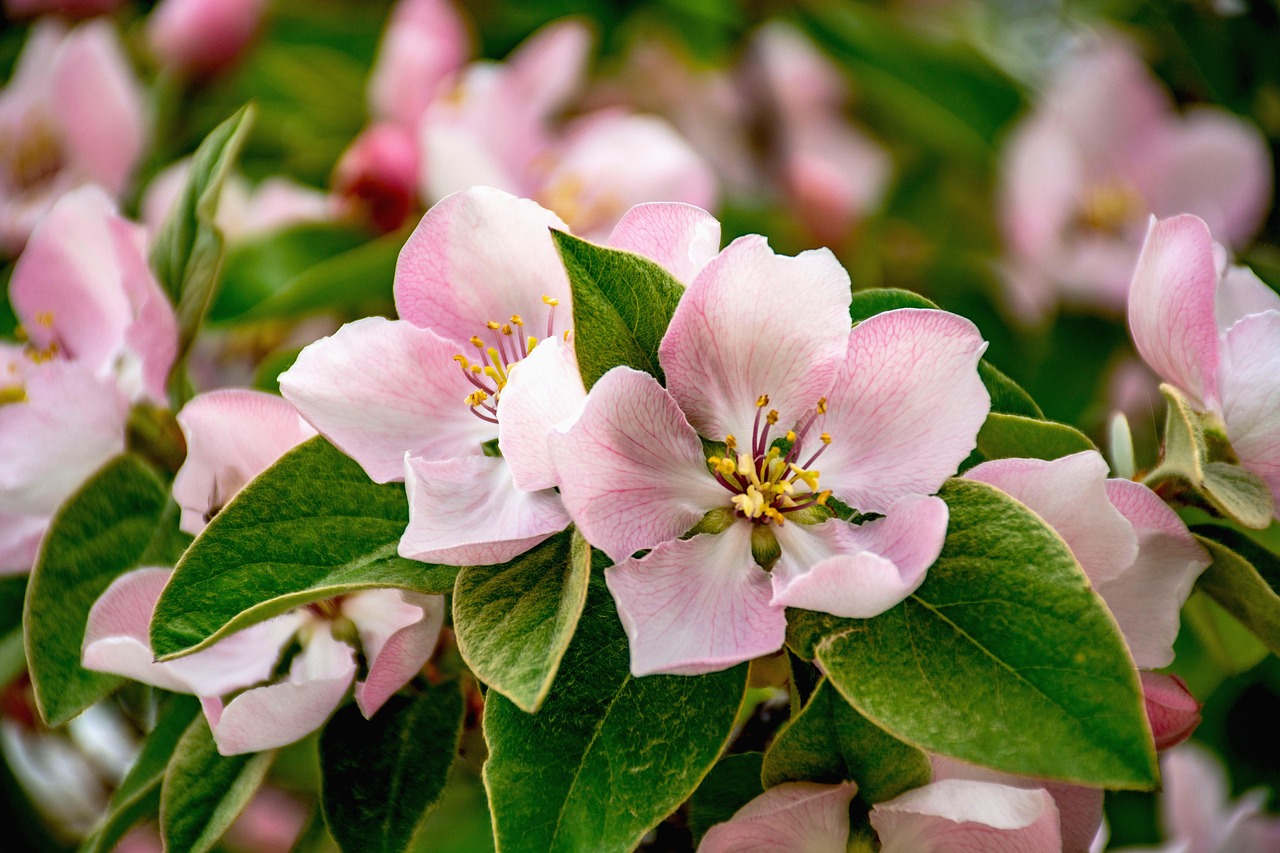 마르멜로 (Quince)