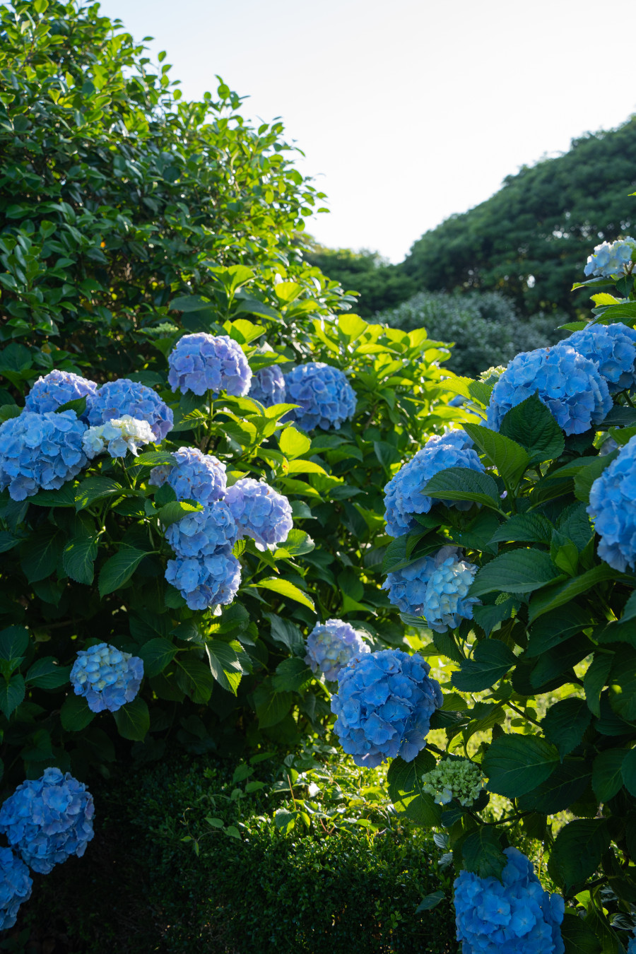 카멜리아힐 수국
