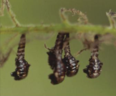 호두나무잎벌레