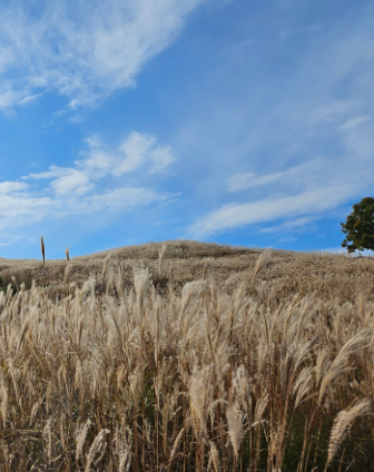 포천 산정호수 명성산 억새꽃축제