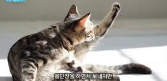 고양이 수다스러운 이유 7가지 행동 심리_7