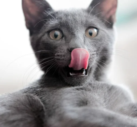 고양이가 털 핥는 이유&amp;#44; 단순한 습관일까? 오버 &amp; 언더 그루밍의 위험 신호!