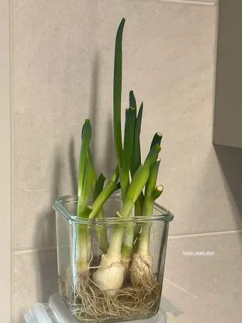 텃밭 대파 키우는 법 토양 북주기 웃거름 병해 예방_11