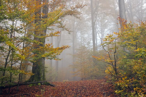 raining forest image