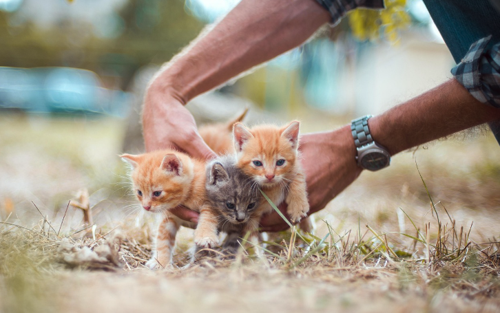 아기고양이 세 마리