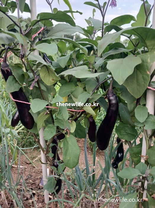 풍부한 식이섬유로 포도당 흡수를 지연시키는 가지 효능 관련 실물 사진