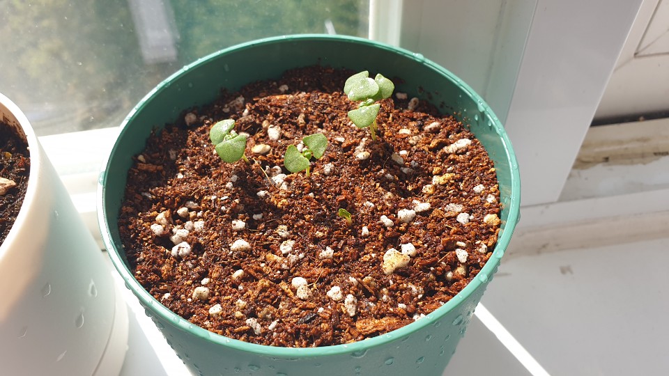 아침에 본 바질 새싹 모습