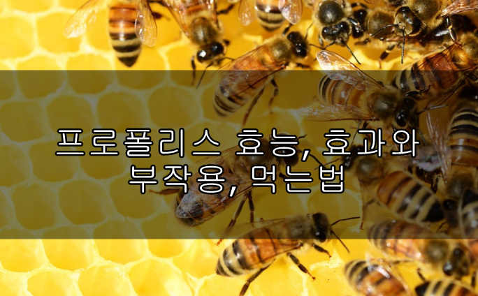 프로폴리스