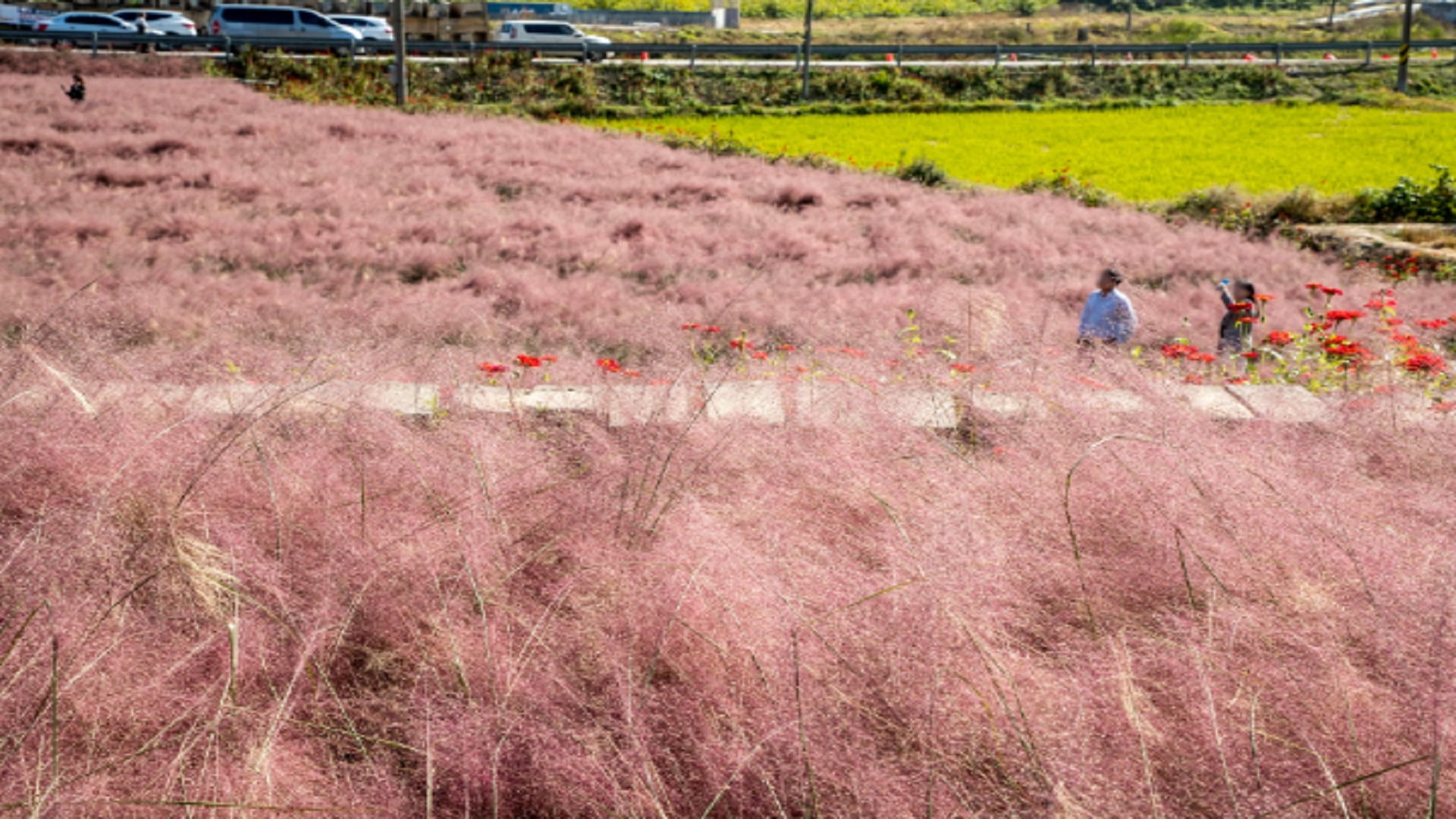 전북 고창 핑크빛 가을 축제