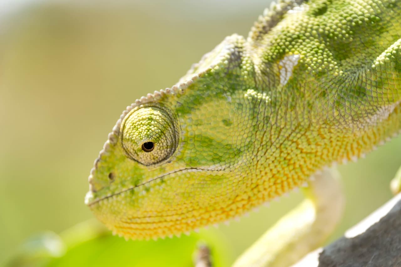 파충류·조류·이국적 소형 포유류 사육 허용·금지 리스트