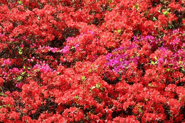 산청 황매산철쭉제