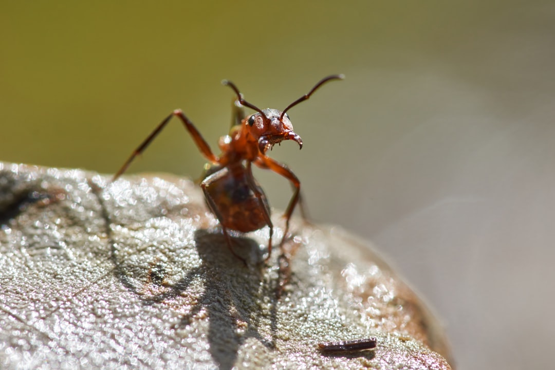 Ant.