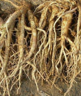 도라지 효능 부작용 고르는법 먹는법 꽃 총정리