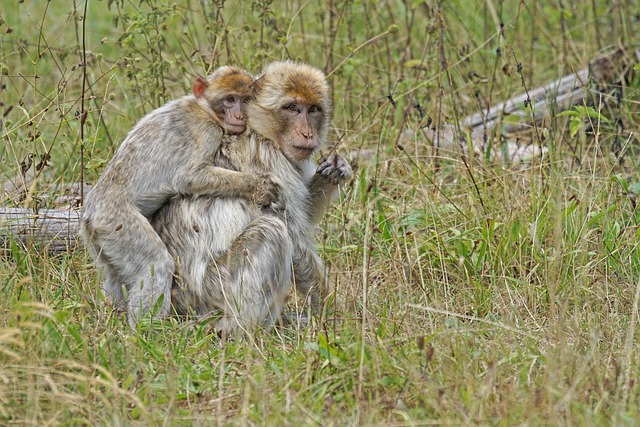2024년 원숭이띠 운세