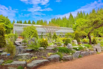 경상남도 수목원 5월의 꽃 관음죽꽃 핑퐁나무 황금자주달개비 마가렛 만첩빈도리 자란 크레이프자스민_7