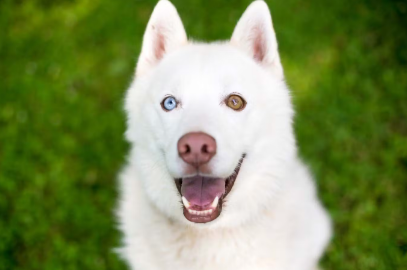 오드아이 강아지