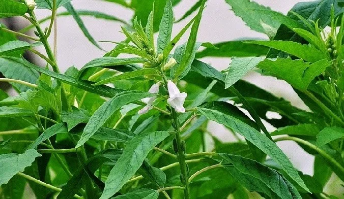 참깨 재배 돌려짓기 도복 방지 탈립 주의_6