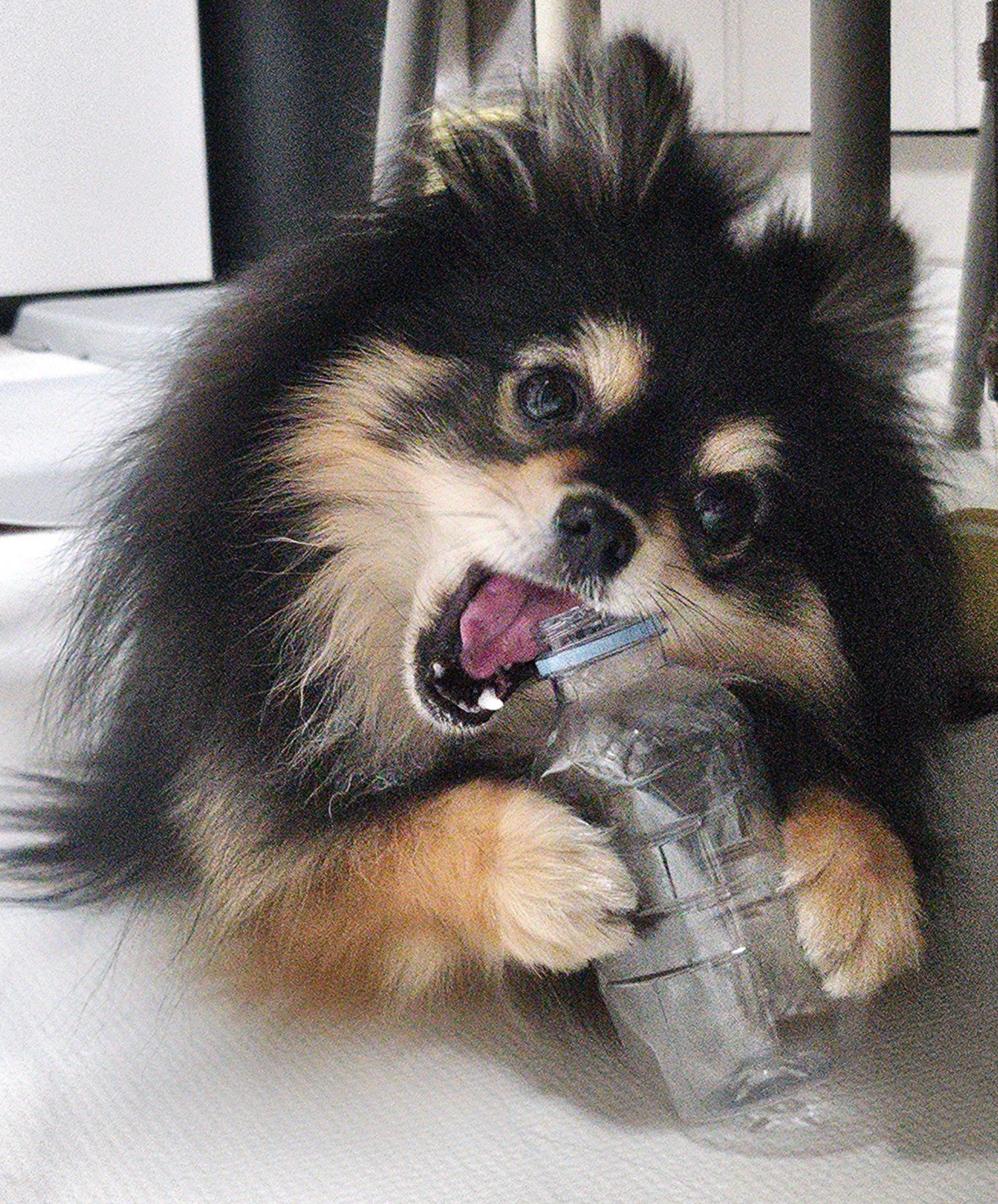 장난감 갖고 노는 달콩