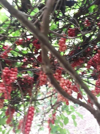 오미자 재배 차광 관리 덩굴 유인 병해 예방_10