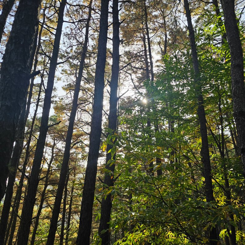 하늘로 곧게 뻗은 나무