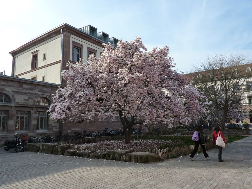 Beautiful cherry blossom tree in full bloom in a city courtyard during spring.