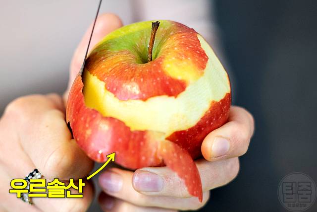 복부지방 빼는법 복부지방 태우는 음식 사과껍질