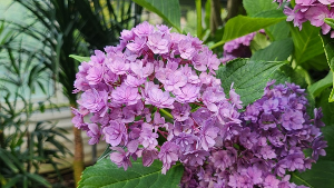 용인 자작나무숲 수국축제