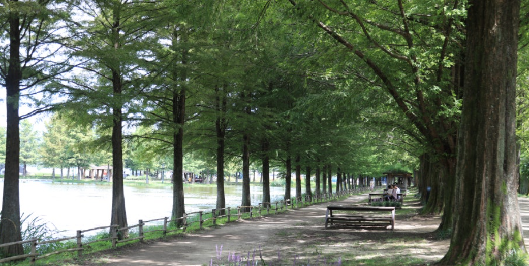 담양의 메타세쿼이아길