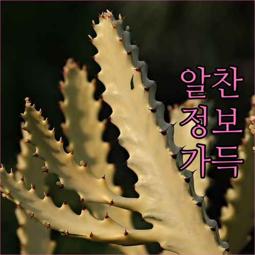 대구 동산동 대형폐기물 버리는 법 완..